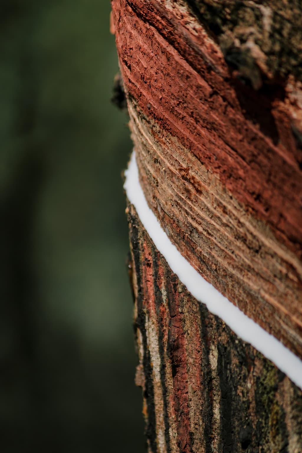 Organic latex sap flowing from a tapped rubber tree