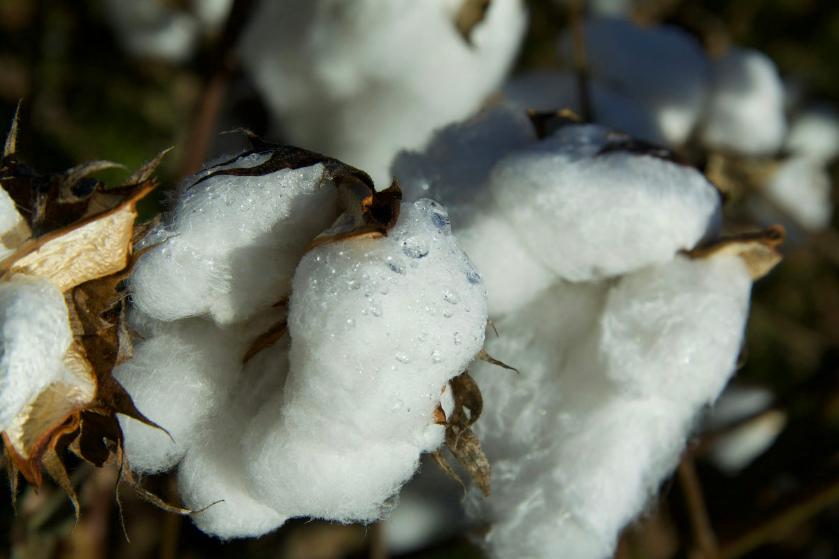 Close-up of white cotton bolls